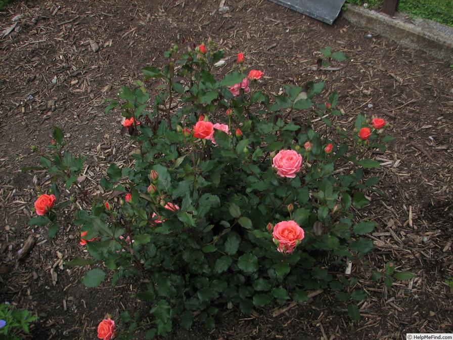 'Carefree Celebration' rose photo