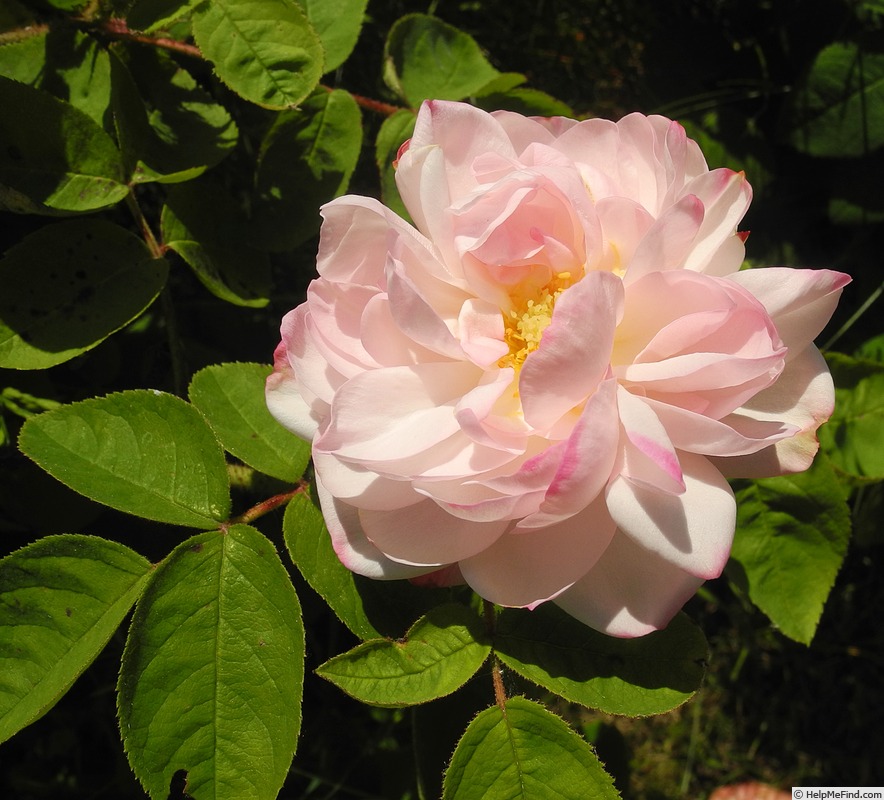 'Alfred de Dalmas' rose photo