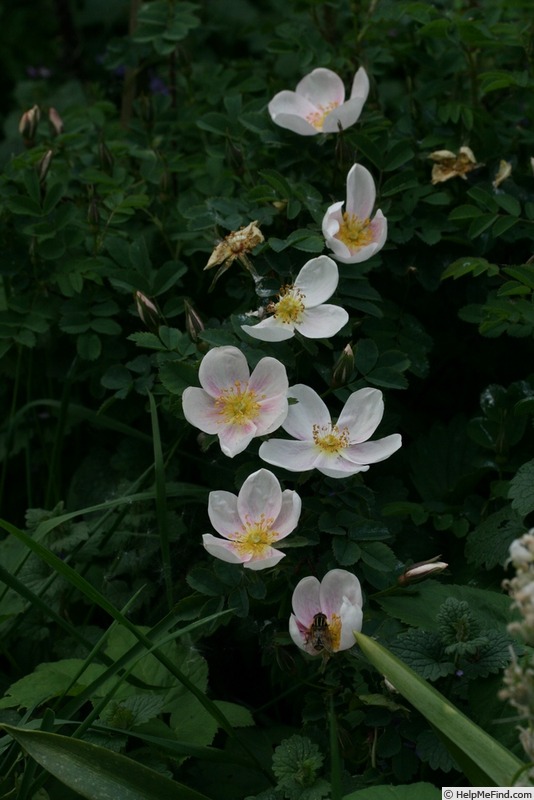 'Nellyn Tytär' rose photo