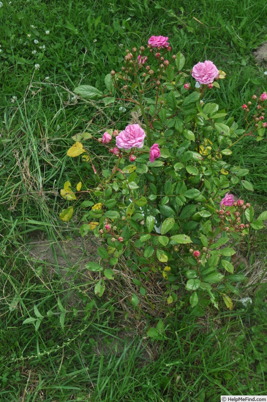 'Sisi Ketten (polyantha, Ketten, 1900)' rose, click to enlarge 'Sisi Ketten (polyantha, Ketten, 1900)' rose photo
