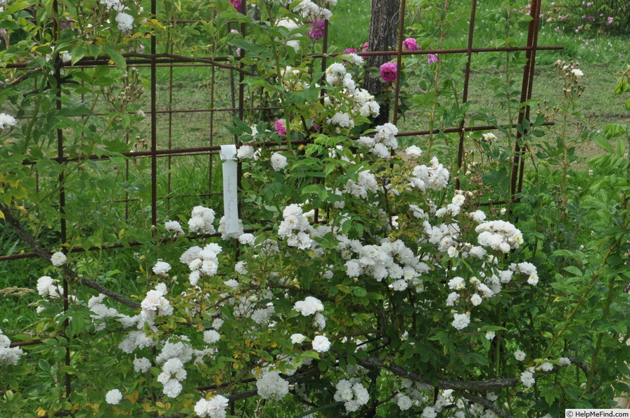 'Rankende Miniature' rose photo