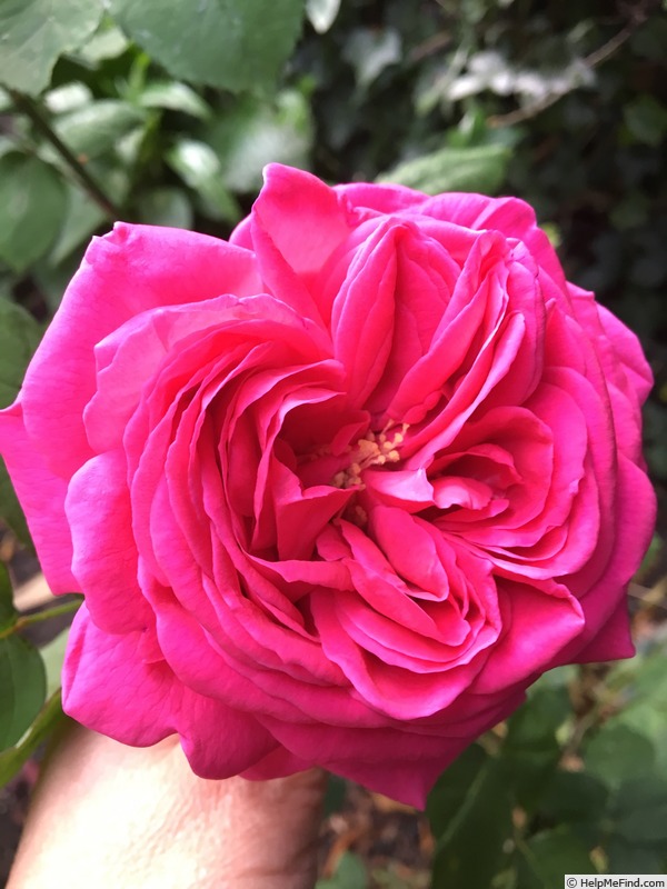 'Madame Isaac Pereire (Bourbon, Garcon, 1876)' rose photo