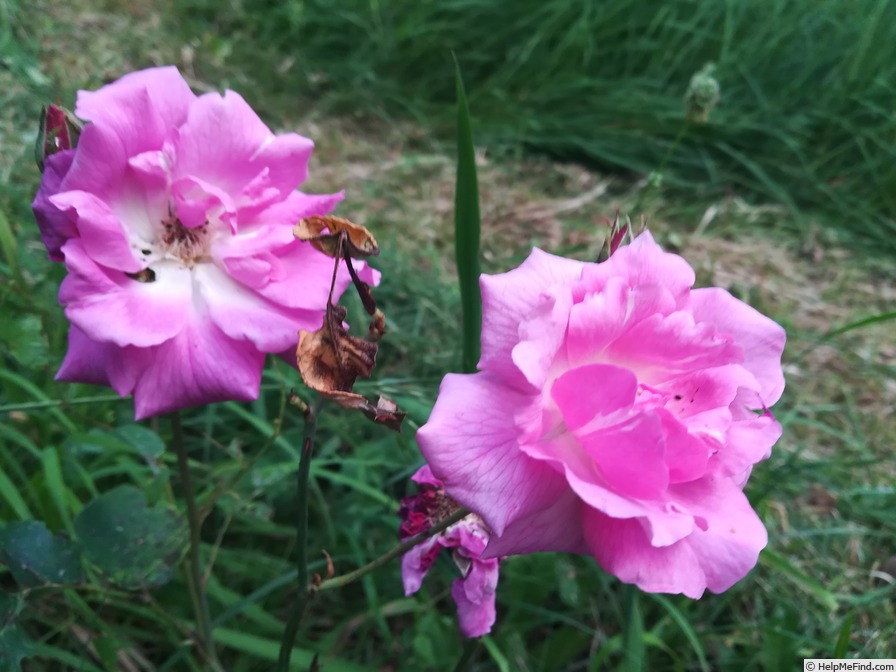 'Reine Olga de Würtemberg' rose photo