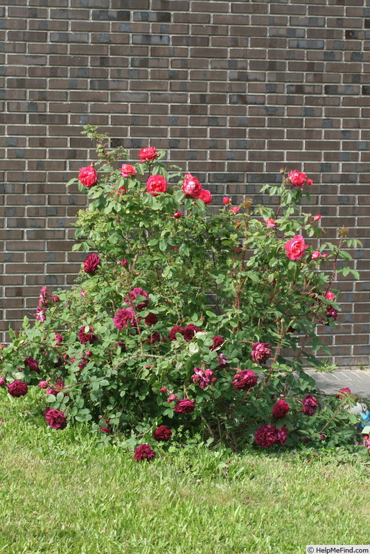 'Black Boy (moss, Kordes, 1958)' rose photo