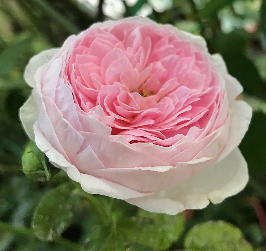 'Mon Coeur' rose photo