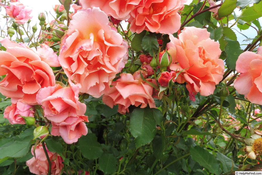 'Alibaba ®' rose photo