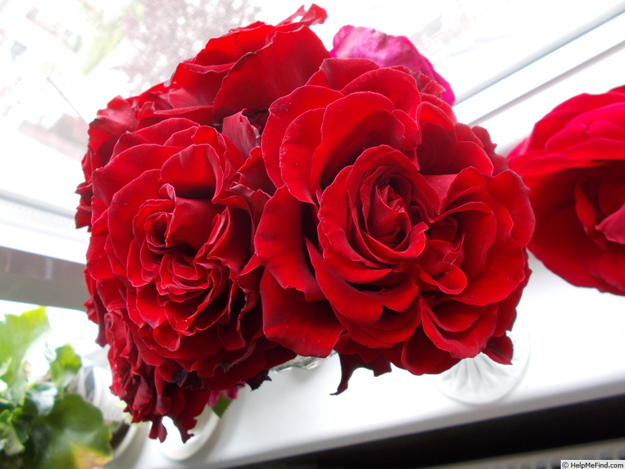 'Crimson Cascade' rose photo