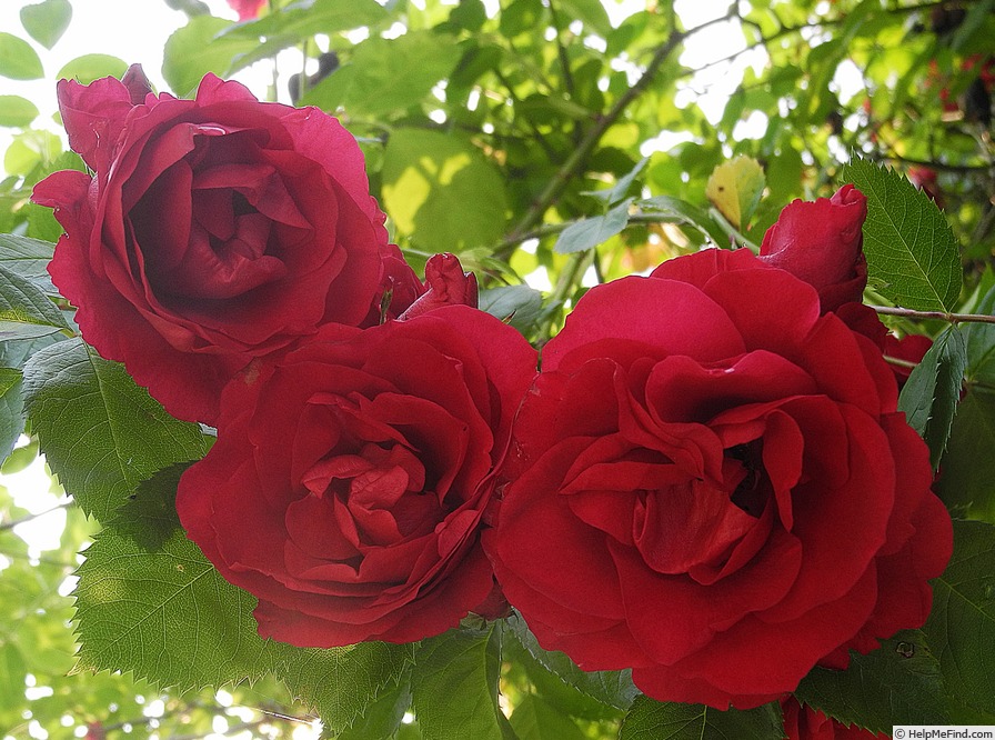 'Nina Weibull, Cl.' rose photo