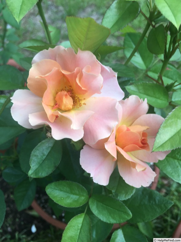 'Sierra Lady™ Arborose ®' rose photo