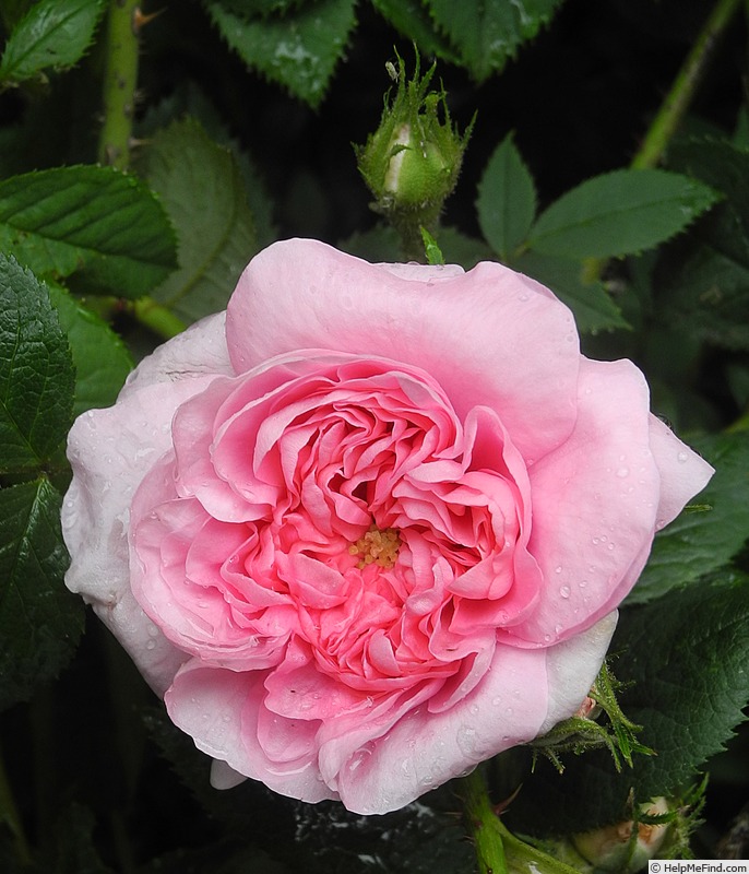 'Königin von Dänemark (Alba, Booth, 1816)' rose photo