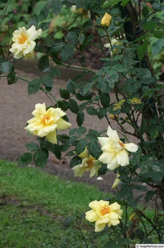 'Golden Glow (climber, Brownell, 1937)' rose photo