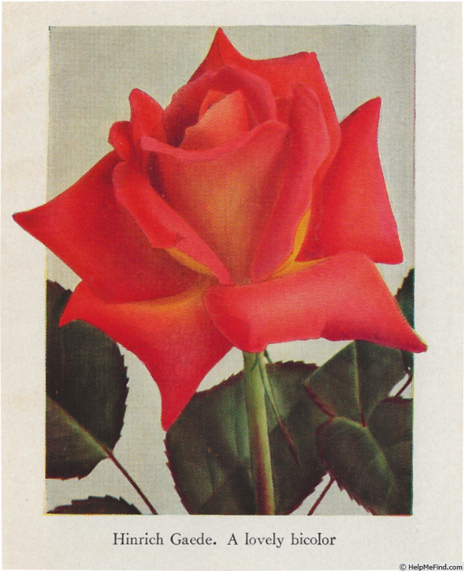'Hinrich Gaede' rose photo