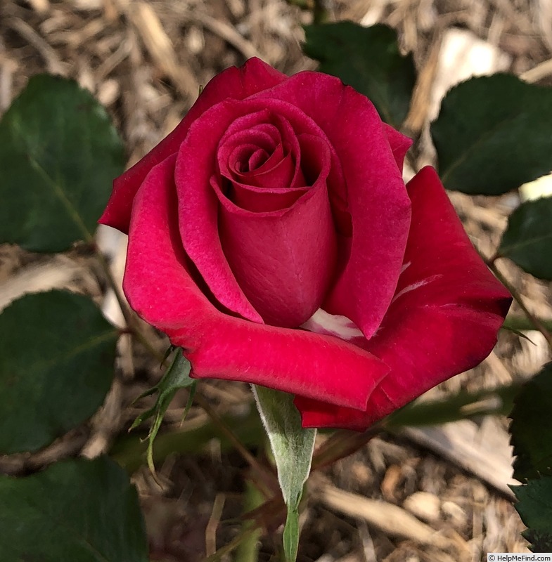 'Dr. Troy Garret' rose photo
