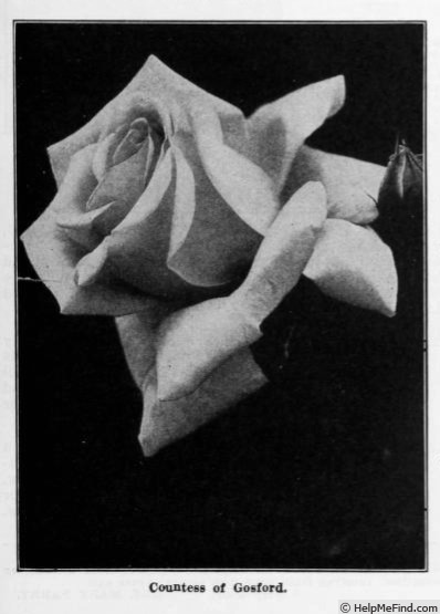 'Countess of Gosford' rose photo