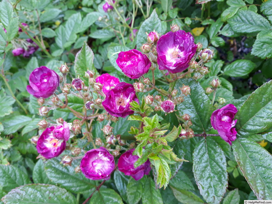 'Violet Hood' rose photo