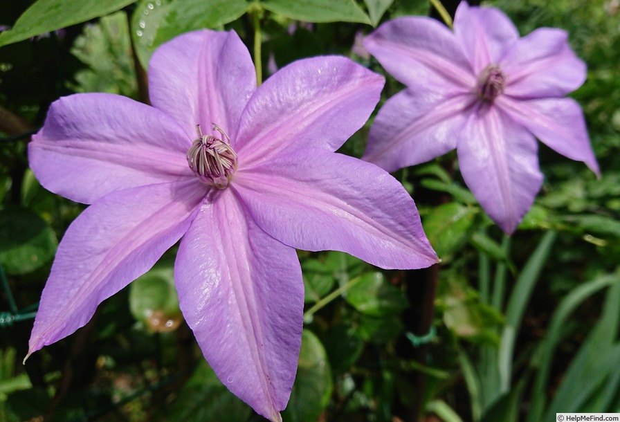 'Shimmer' clematis photo