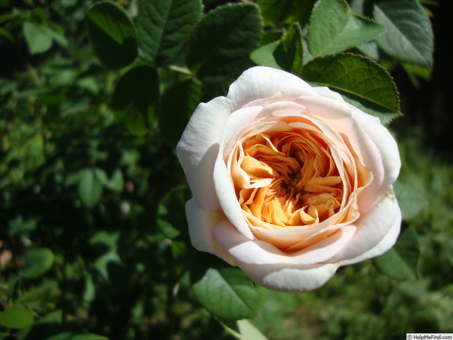 'Gesualdo da Venosa ®' rose photo