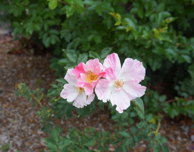 'Deanna Krause' rose photo