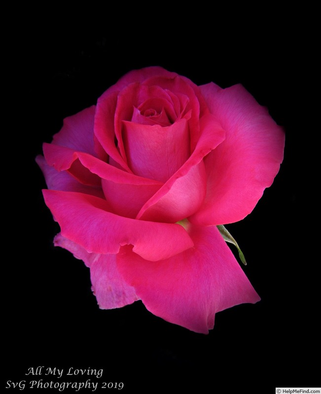 'All My Loving' rose photo