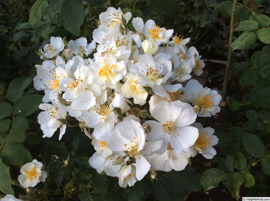 'Guirlande d'Amour' rose photo