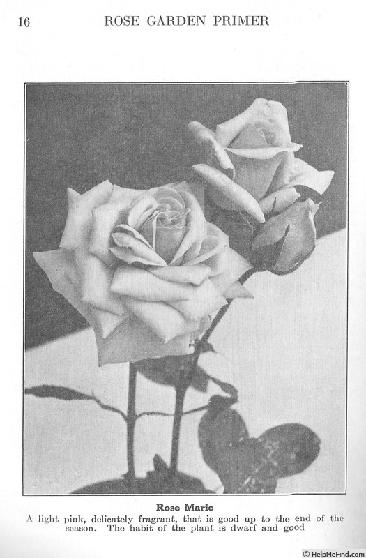 'Rose Marie (hybrid tea, Dorner 1918)' rose photo