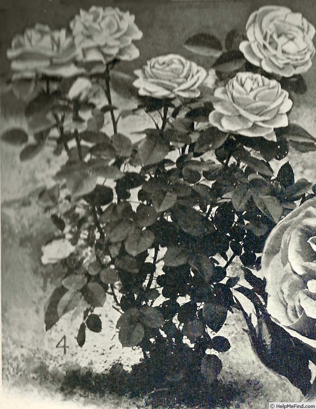 'Marchioness of Lorne' rose photo