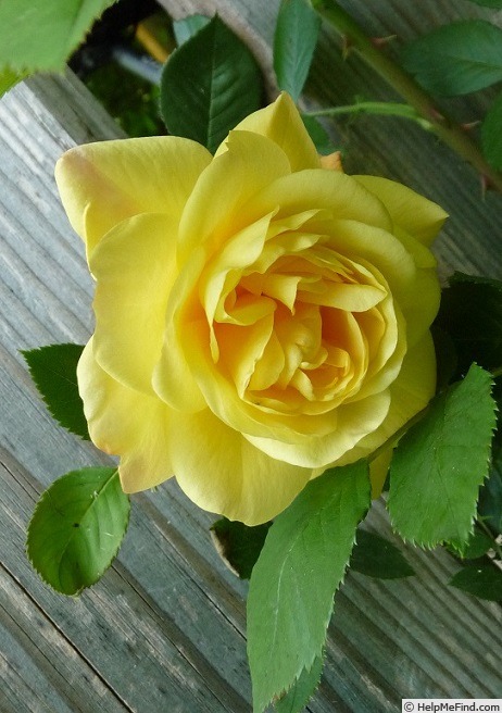 'Lux Mundi' rose photo
