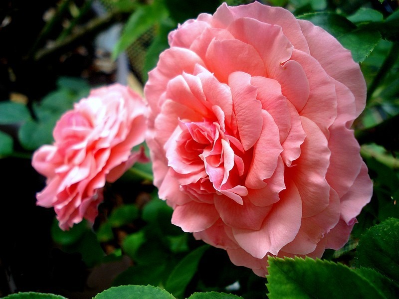 'Diane de Ribes ®' rose photo