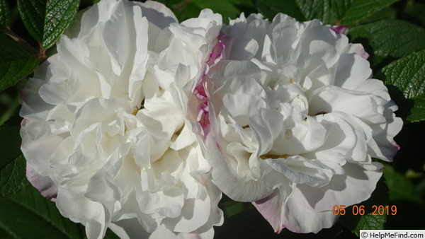 'Marie Bugnet' rose photo