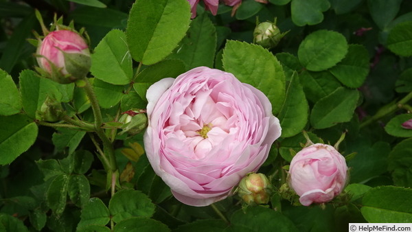 'Duchesse De Montebello (hybrid China, Laffay, 1824)' rose photo