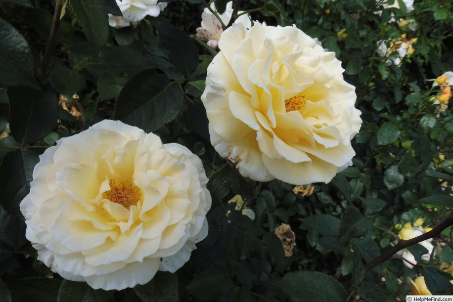 'Christophe Dechavanne ®' rose photo