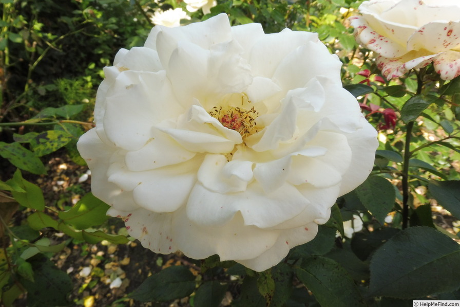 'Christophe Dechavanne ®' rose photo