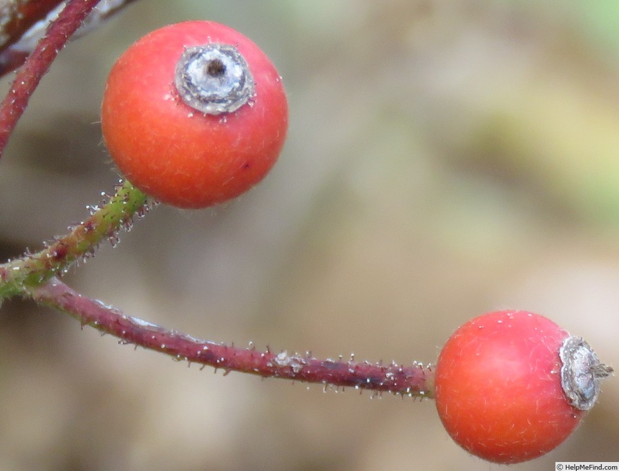 'Claret Cup (Polyantha, Riethmuller, 1962)' rose photo