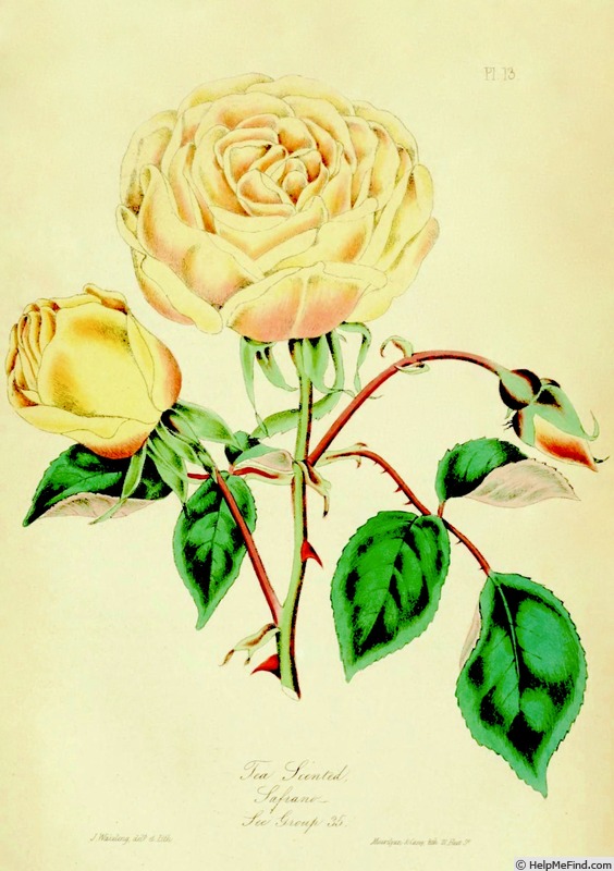 'Safrano (Tea, Beauregard, 1837)' rose photo