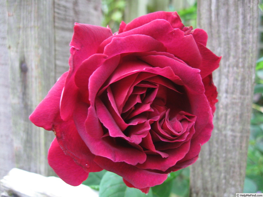 'George IV (hybrid china)' rose photo
