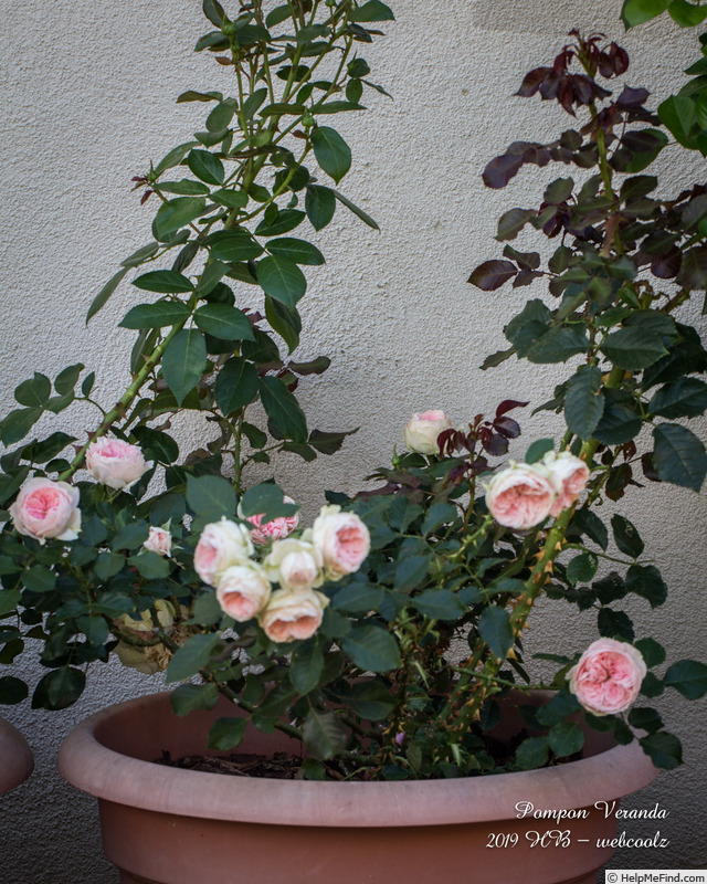 'Pompon Veranda ®' rose photo