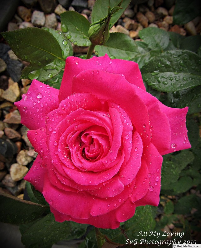 'All My Loving' rose photo