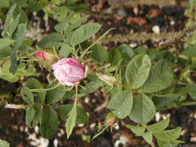 'Autumn Damask' rose photo
