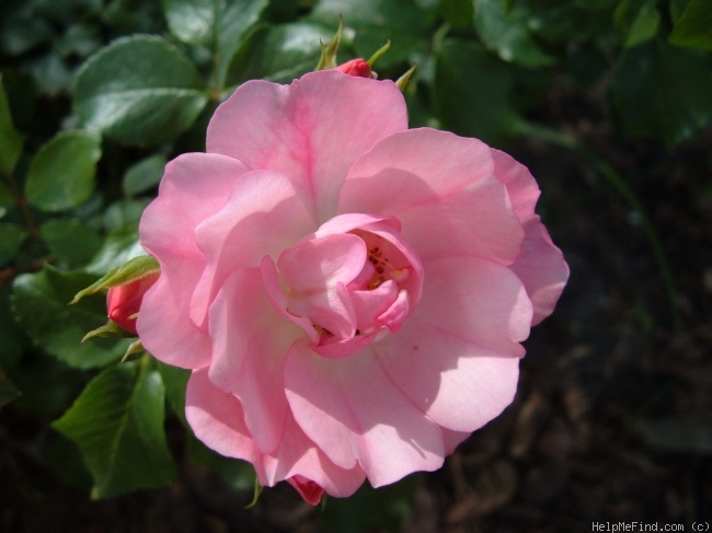 'Flower Carpet ® Pink' rose photo