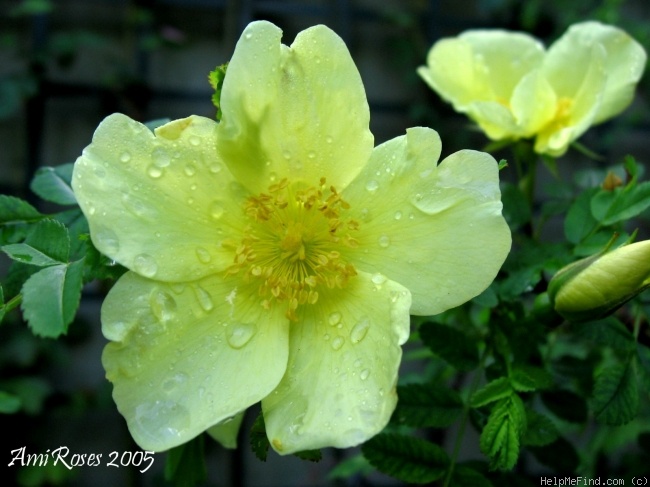 '<i>Rosa primula</i> Boulenger' rose photo