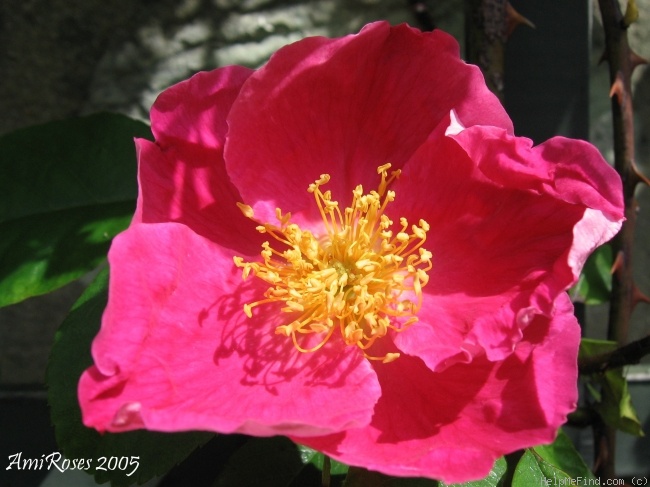 '<i>Rosa x anemonoides</i> 'Ramona'' rose photo