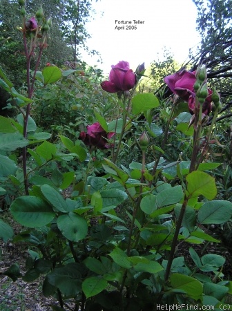 'Fortune Teller ™' rose photo
