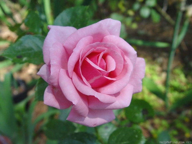 'Radox Bouquet' rose photo