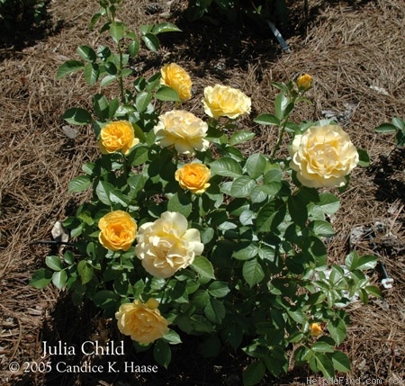 'Julia Child ™ (Floribunda, Carruth, 2004)' rose photo