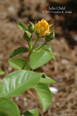 'Julia Child ™ (Floribunda, Carruth, 2004)' rose photo