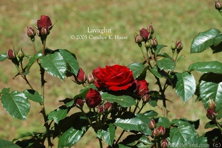 'Lavaglut' rose photo
