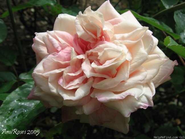 'Anna Jung' rose photo