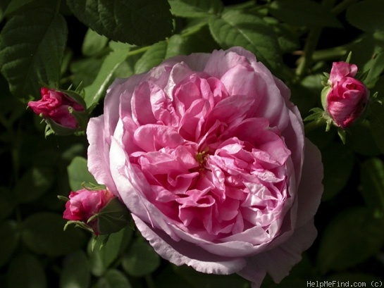 'Ispahan (damask, Unknown, before 1827)' rose photo