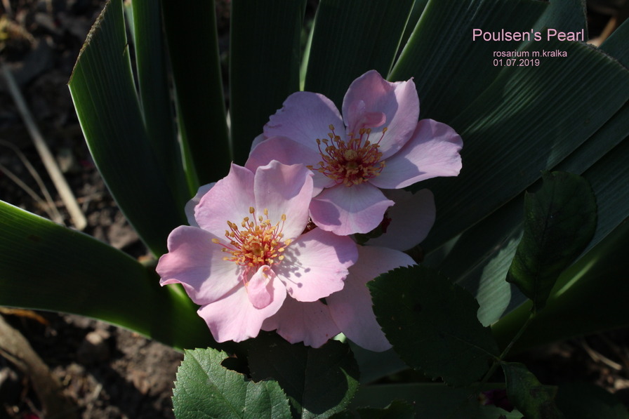 'Poulsen's Pearl' rose photo