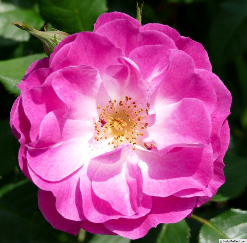 'Easy To Please' rose photo